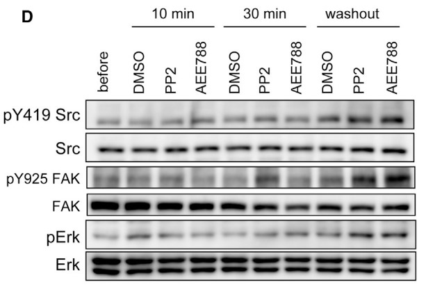 Western blot analysis of Src.jpg